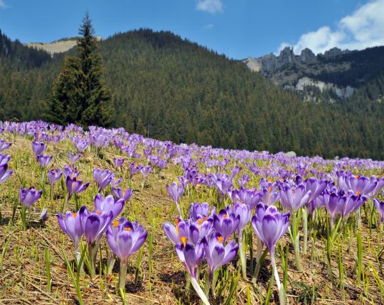 Dolina Chochołowska krokusy